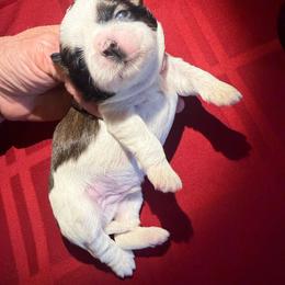 AKC Honey ,Campion - Tricolor female Shih Tzu puppy in Long Beach, California from Prieto Shih-Tzu's