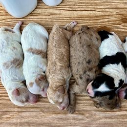 Goldendoodle and Poodle Puppies from SnickerDoodlePups