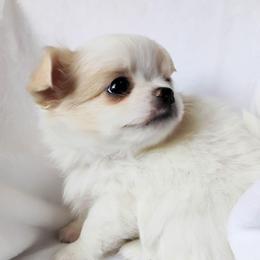 Casper - Cream and white male Chihuahua puppy in Wayland, Michigan from MI Chihuahua