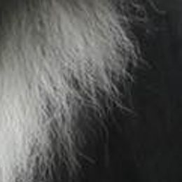 Shetland Sheepdogs from Shetland Sheepdogs