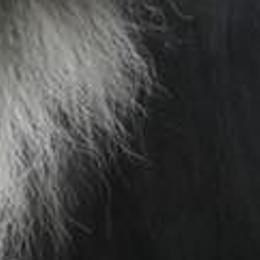 Shetland Sheepdogs from Shetland Sheepdogs