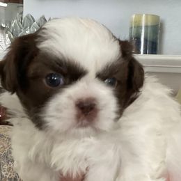 Nelson - Liver and white Shih Tzu puppy in Tallahassee, Florida from Bows and Bot Ties