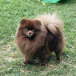 Cinnamon - Pomeranian