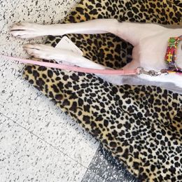 Italian Greyhounds from Akaya Italian Greyhounds