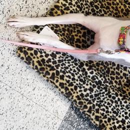 Italian Greyhounds from Akaya Italian Greyhounds