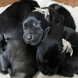 Giant Schnauzer Puppies from Schnauzer Ranch