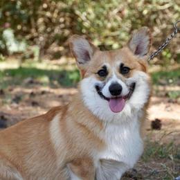 Dooney - Pembroke Welsh Corgi