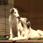 Borzoi Puppies from Kelcorov