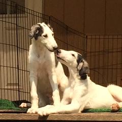 Borzoi Puppies from Kelcorov