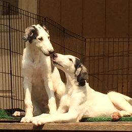 Borzoi Puppies from Kelcorov