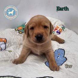 Earth - Yellow male Labrador Retriever puppy in Elloree, South Carolina from Moonlight Kennels LLC