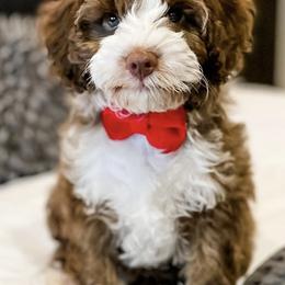 Australian Labradoodles from Majestic Doodles