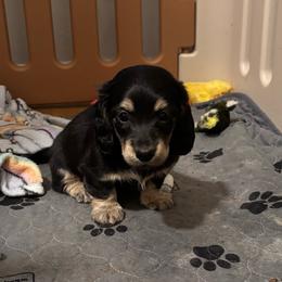 Rambo - Black and cream male Dachshund puppy in New Smyrna Beach, Florida from J & L Mini D’s