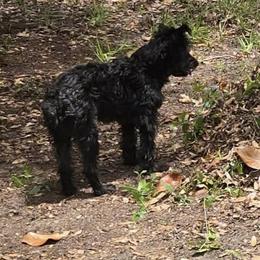 Yorkipoo and Yorkshire Terrier Puppies from Yorkie Oodle Doodle