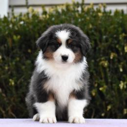 BTF 2 - Black tri-color female Australian Shepherd puppy in Greenville, South Carolina from Elusive Australian Shepherds
