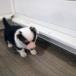 Thriller - Black and tan male Pembroke Welsh Corgi puppy in Ellensburg, Washington from Faery Mount Farm