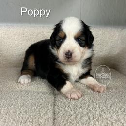 Girl 1 Poppy - Black tri female Miniature Australian Shepherd puppy in Bristow, Iowa from Pine Ridge Toy and Mini Aussies