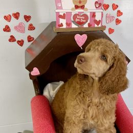 Boy 2 - Red  Poodle puppy in Florida from Gwen's Poodles
