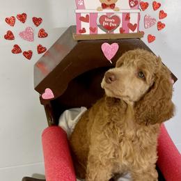 Boy 2 - Red  Poodle puppy in Florida from Gwen's Poodles