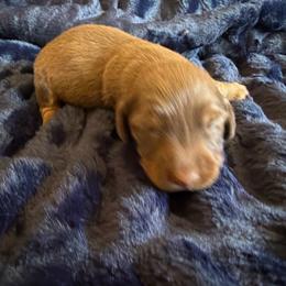 Joy - Red female Dachshund puppy in Tonopah, Arizona from Brandie's Dachshunds