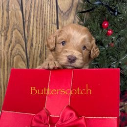 Butterscotch - Caramel red male Australian Labradoodle puppy in Easley, South Carolina from Royal Diamond Labradoodles