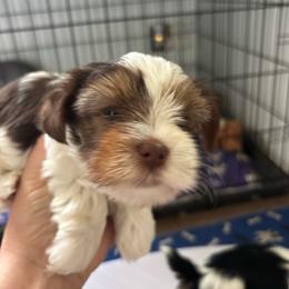 Chocolate - Parti female Yorkshire Terrier puppy in Cocoa, Florida from SummerTime AKC Yorkies