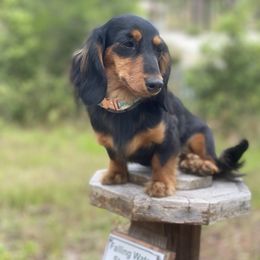 Daisy - Dachshund