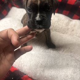 Female brindle - Brindle female Boxer puppy in Charleroi, Pennsylvania from KC’s Boxers