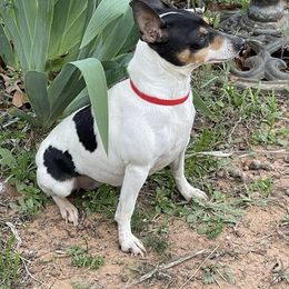 Toy Fox Terrier All Grown Up from Foxridge Farms