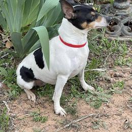 Toy Fox Terrier All Grown Up from Foxridge Farms