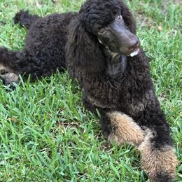 Dee - Poodle