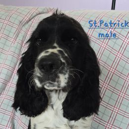 St. Patrick - Black and white male English Springer Spaniel puppy in Brodhead, Wisconsin from Pinwheel Acres