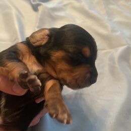 Boy 1 - Black and brown male Basset Hound puppy in Woodruff, South Carolina from LONG EARS FARM AKC BASSET HOUNDS