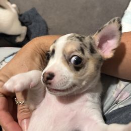 Sable - Merle female Chihuahua puppy in Canton, Texas from Heavenly Chihuahua