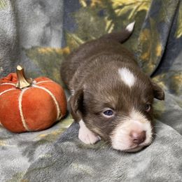 Zero - Liver and white male American Corgi puppy in Grants Pass, Oregon from KnR Antler Dogs