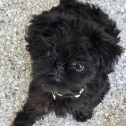White - Black female Affenpinscher puppy in Hastings, Florida from Tamari Affenpinchers and Oakhurst Rhodesians