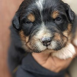 Girl 3 - Black Australian Shepherd puppy in Touchet, Washington from Frog Hollow Aussies