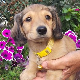 Daphne - Cream female Dachshund puppy in Goshen, Indiana from Knollbrook Farm