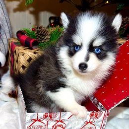 Ranger - Black and white male Pomsky puppy in Rhome, Texas from TyeDye Kennels
