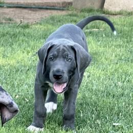 Great Dane Puppies from Laxton Danes