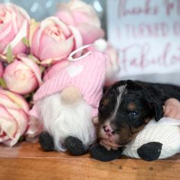 Nancy - Tri-color female Bernedoodle puppy in Kilgore, Texas from Furry Tail Doodles
