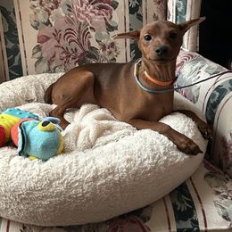 Devon - Stag red Miniature Pinscher puppy in Michigan from FreeSpirit Miniature Pinschers