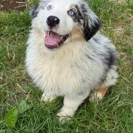 Lola - Dilute blue female Australian Shepherd puppy in Camas, Washington from Sayre Australian Shepherds