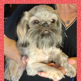 Sushi - Shih Tzu