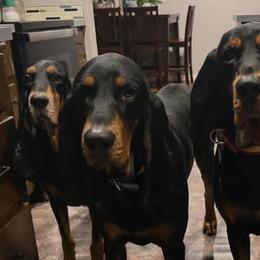 Black and Tan Coonhounds from Blackstone Valley Hounds
