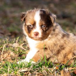 Miniature American Shepherd, Miniature Australian Shepherd, and Toy Australian Shepherd Puppies from Best Little Aussies