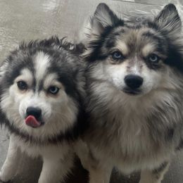 Ella - Pomsky