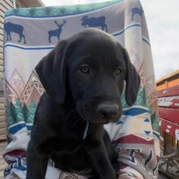 Blue Boy - Black male Labrador Retriever puppy in Lincoln, Nebraska from Labrador Retriever Breedings