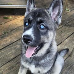 Puppy 7 - Black and white female Gerberian Shepsky puppy in Louisville, Kentucky from Arsen's Purebreds & Hybrids