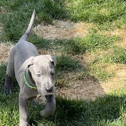 Great Dane Puppies from Cable Creek Danes